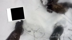 с Капканами BRIDGER на хорька..