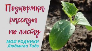 Рассада на подоконнике март 22 03 22 Подкормка по листу.flv