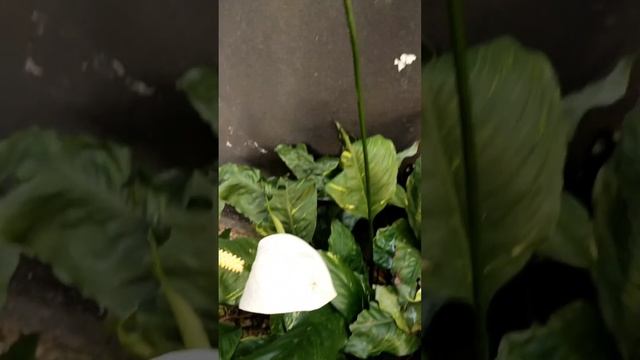 Domino Peace Lily - Spathiphyllum 'Domino' Flowers / Inflorescence