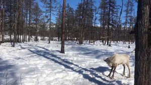Жизнь Современных Кочевников или как Эвен трёх Русских обманул)))