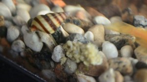 Хищная Улитка Хелена и сомик анциструс