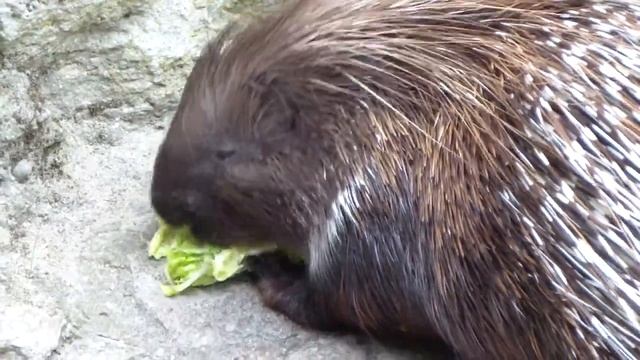 Tierpark Berlin: Porcupine. Зоопарк Берлин: дикобразы смотреть онлайн