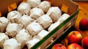 Длительное хранение яблок срок условия зимой. Чем обрабатывают в домашних условиях?