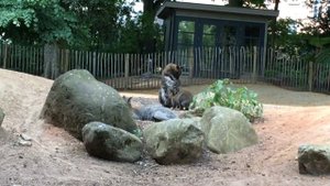 Зоопарк/Тиргартен/Tiergarten/Розовый фламинго/кенгуру/Утка с утятами