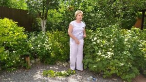 Смородина после сбора урожая ? СДЕЛАЙТЕ ЭТО ОБЯЗАТЕЛЬНО / Садовый гид