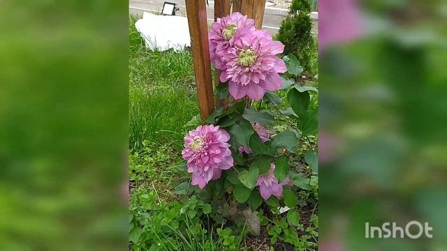 Клематисы 1 год- Кайзер и Тюдор смотреть онлайн