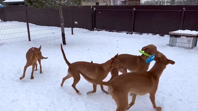 Фараонова Собака смотреть онлайн