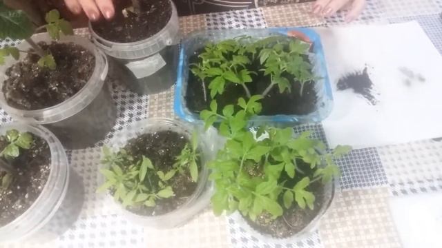 Черная ножка на томатах - что делать? смотреть онлайн