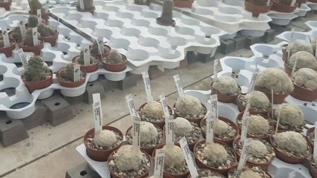 Виды маммилярий,цены  на кактусы..Mamillaria.343