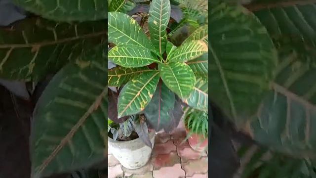 Croton Plant & Areca palm #arecapalm #croton #plants смотреть онлайн