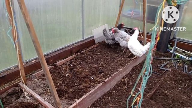 Курятник Live! Норка в курятнике! Куры - 2! Виновница во всей красе! смотреть онлайн