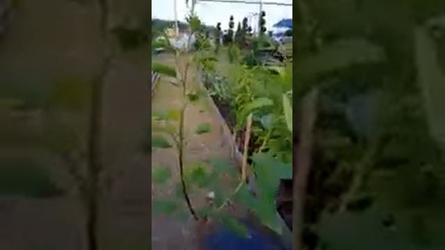 многосортовые саженцы