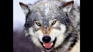 Толкование снов в исламе. Что означает если во сне видеть волков?
