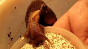 Ахатина - Как живется улиткам в неволе. How to live snails in captivity.