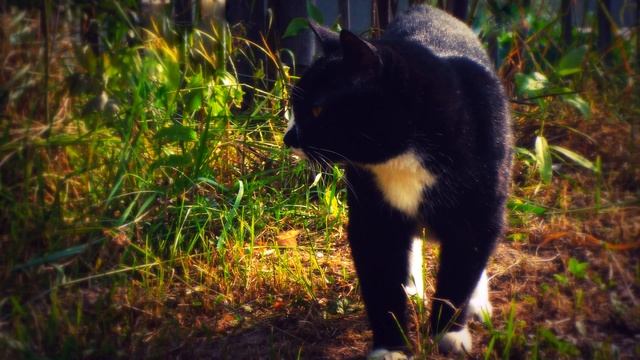 "Кошка, гулявшая сама по себе" Р.Киплинг. Читает А.Ключук. смотреть онлайн