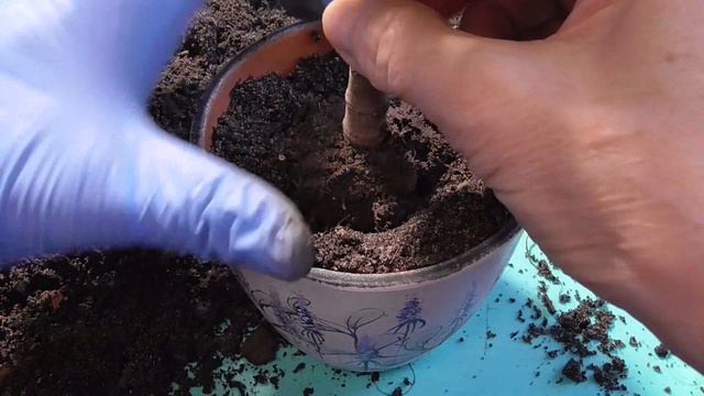 ЗИМНЯЯ ПЕРЕСАДКА ДЕНЕЖНОГО ДЕРЕВА. В каких случаях необходима зимняя пересадка толстянки смотреть онлайн