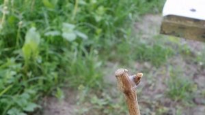 I 03  Прививка Черенков Винограда Дрелью спустя 2 месяца Grafting vine Grape with DRILL 20210604