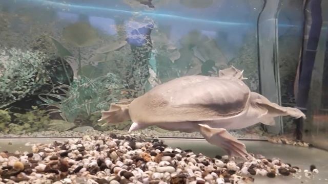 * КИТАЙСКИЙ ТРИОНИКС * МЯГКОТЕЛАЯ ЧЕРЕПАХА * смотреть онлайн