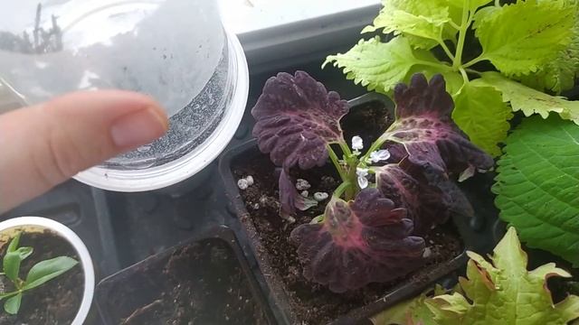 традесканция, плектрантус радуют своей красотой, баклажаны всходят!гортензия из почки. смотреть онлайн