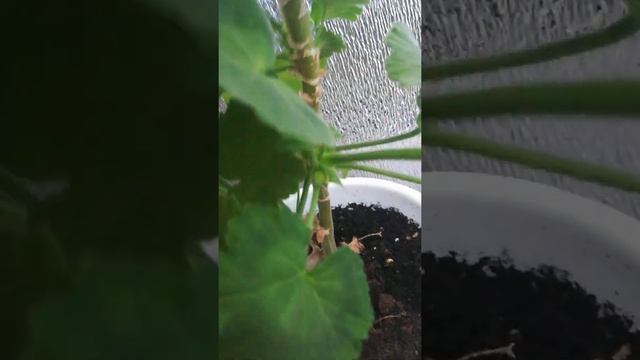 Пеларгония Denise смотреть онлайн