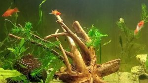 Номерные сомики Л397 или Красная зебра. #аквариум #сомик #номерныесомики#аквариумныерыбки