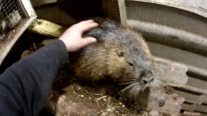 Самец нутрии 1,3 месяцев, его вес
