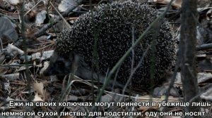 Обыкновенный ежик обыкновенного леса\An ordinary hedgehog of an ordinary forest