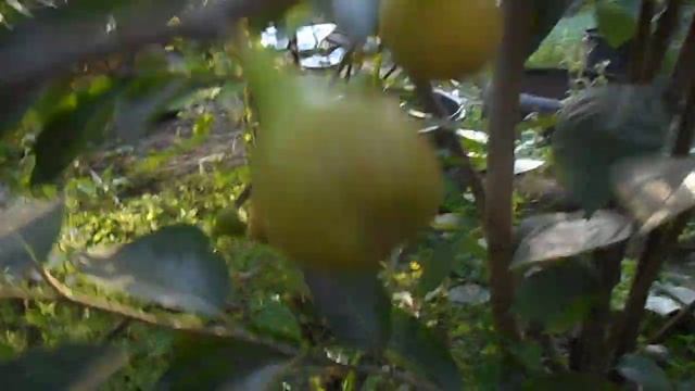 Выращивание инжира в кадке с прикапыванием. Продолжение эксперимента. смотреть онлайн