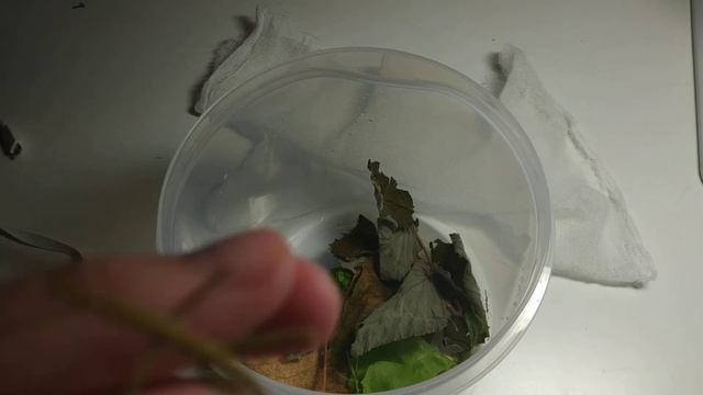 ухаживаю за палочниками смотреть онлайн