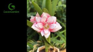 Bộ sưu tập những bông lan huệ đẹp 2021 | Amaryllis / Hippeastrum