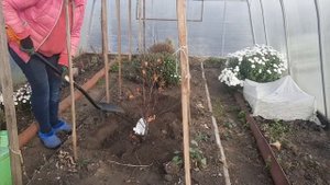 КЛЕН ВЕЕРНЫЙ АТРОПУРПУРЕУМ - ГДЕ БУДЕТ ЗИМОВАТЬ?