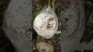 Посадка мицелия грибов на пни