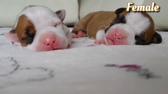 Щенки Американского Стаффордширского терьера (ПИТОМНИК) смотреть онлайн