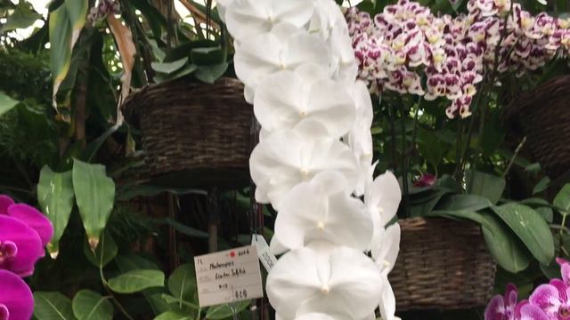 2019 Okinawa Orchid Show Part 1: Greenhouses смотреть онлайн