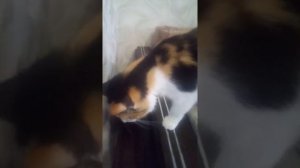 Как понять что ваша кошка беременна