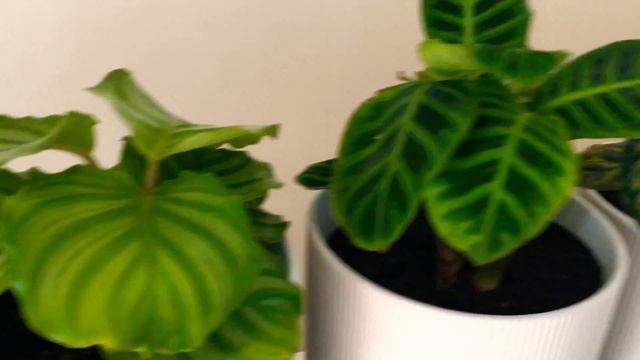 Calathea Marantaceae Prayer Plant Collection August 2019 смотреть онлайн