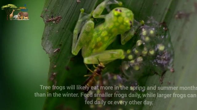American green tree frog | Dryophytes cinereus смотреть онлайн