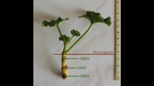РАССМОТРИМ ПРИСЛАННЫЕ ПЕЛАРГОНИИ ДЕТАЛЬНО // ВАЦАП ДЛЯ ЗАКАЗА 8-915-245-81-59 ПИСЬМЕННО