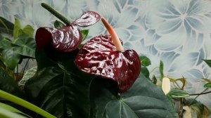 Опыление антуриума в домашних условиях на канале "Цветочная фея"