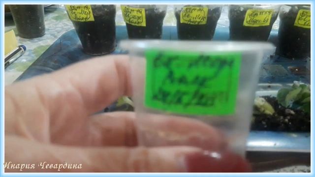 Как я размножаю фиалки. Самый быстрый способ. #фиалки смотреть онлайн