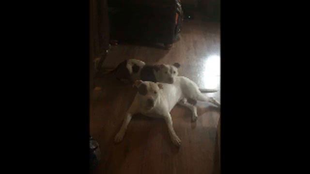 Тощий, покрытый блохами питбуль умоляющими глазами смотрел на женщину, явно нуждаясь в помощи. смотреть онлайн