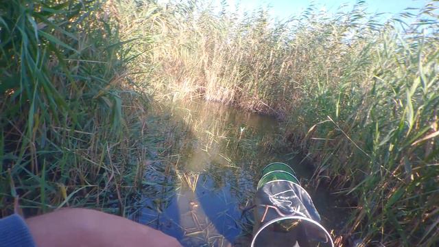 РЫБАЛКА НА ПОПЛАВОК В КАМЫШАХ В АВГУСТЕ...САЗАН, КАРАСЬ, ОКУНЬ смотреть онлайн