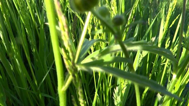Common buttercup (Ranunculus acris) - 2012-05-27 смотреть онлайн