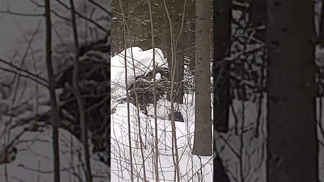 Сероглазый кот Баюн между деревьями над серым сероглазым драконом перед улыбающимся сероглазым Леши