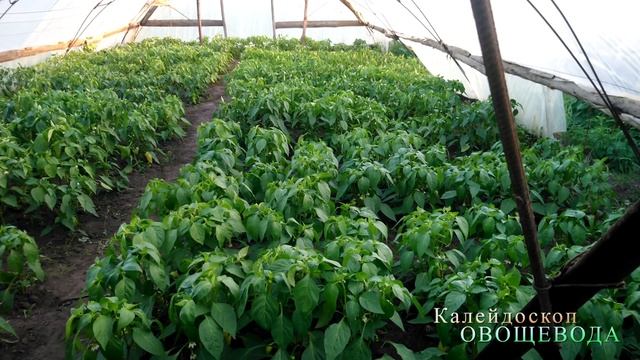 Гарантия урожая перца - своевременный уход смотреть онлайн