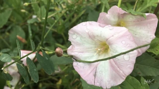 Correhuela (Convolvulus arvensis) смотреть онлайн