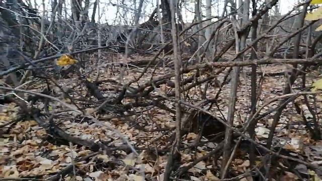 Погуляли по грибы смотреть онлайн