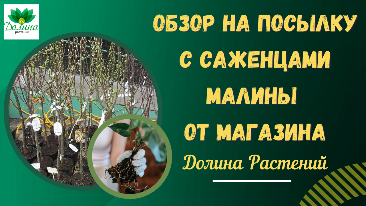 Саженцы долина растений