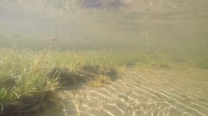 Подводная охота на Алтае Красота Телецкого озера