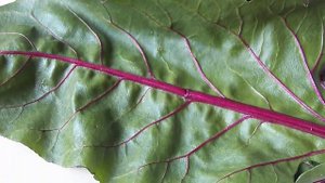 Сок из свекольной ботвы для крови